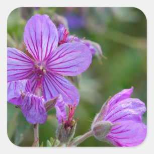Klebrige Storchschnabel-Wildblumen Quadratischer Aufkleber