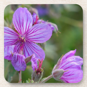 Klebrige Storchschnabel-Wildblumen Untersetzer