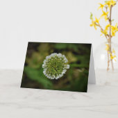 Klee, Karte (Gelbe Blume)