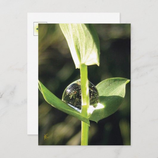 Klee mit Taube, Friedlicher Atlas Postkarte (Vorne/Hinten)