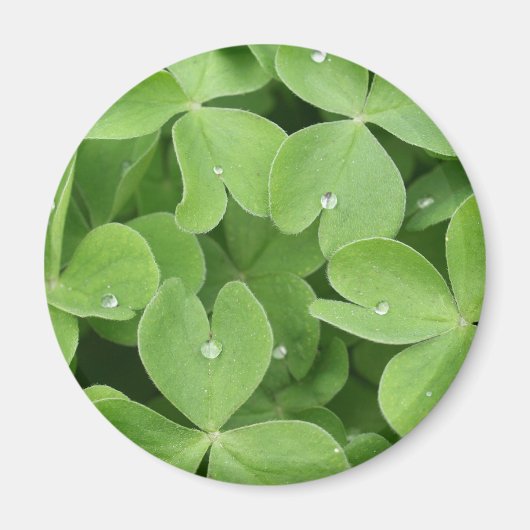 Kleeblatt Clover Blätter Magnet (Vorne)