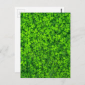 Kleeblatt Clovers Green Irish Symbol Irland Postkarte (Vorne/Hinten)