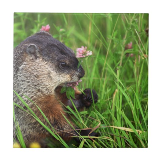 Kleeblatt Fliese (Vorderseite)