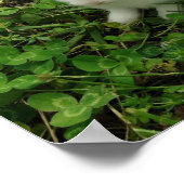 Kleeblatt Rabbit Poster (Ecke)