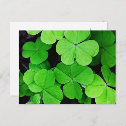 Kleeblatt St Patricks Day Postkarte (Vorne/Hinten)