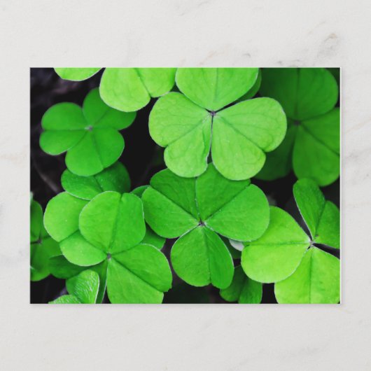 Kleeblatt St Patricks Day Postkarte (Vorderseite)