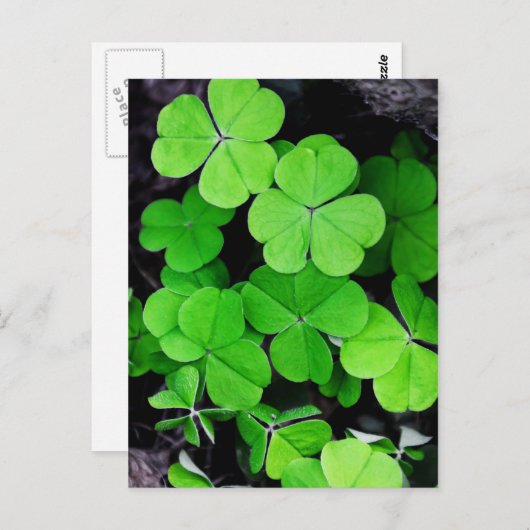 Kleeblätter Postkarte (Vorne/Hinten)