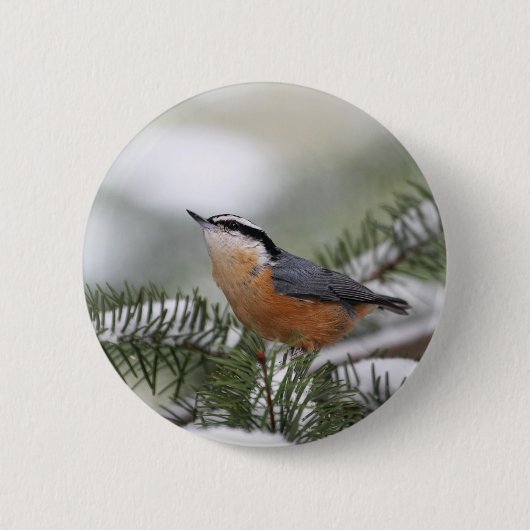 Kleiber auf Snowy-Niederlassung im Winter Button (Vorderseite)
