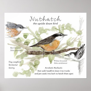 Kleiber Winziger Singvogel Baumstamm Zeichnung Poster