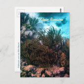 Klein Bonaire Postkarte (Vorne/Hinten)