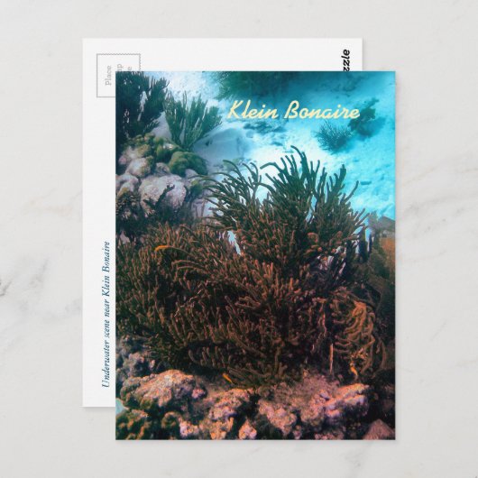 Klein Bonaire Postkarte (Vorne/Hinten)