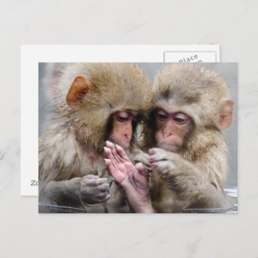 Kleine Affen | Heiße Quellen, Japan Postkarte (Vorne/Hinten)
