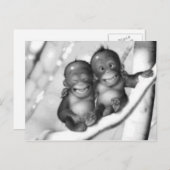 Kleine Affen Postkarte (Vorne/Hinten)