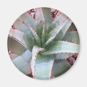Kleine Agave Magnet
