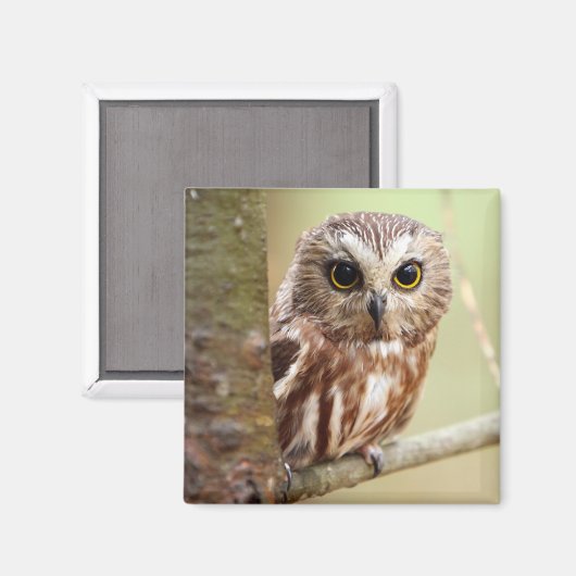 Kleine Babyschale | Ontarios Magnet (Vorderseite/Rückseite)