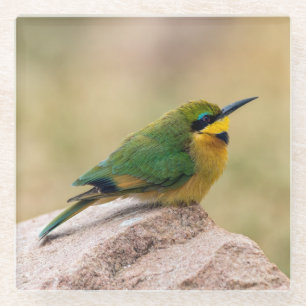 Kleine Bienenfresser Glasuntersetzer
