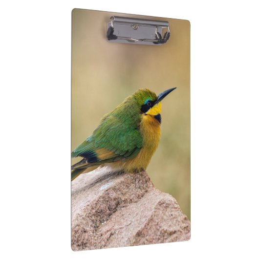 Kleine Bienenfresser Klemmbrett (Rechts)