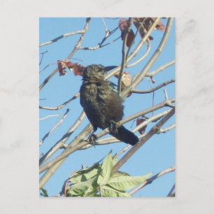 Kleine Birdie in einem Baum Postkarte
