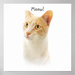 Kleine Blondie Katze Wundernd Poster