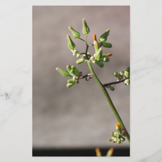 Kleine Blume Briefpapier (Vorderseite)