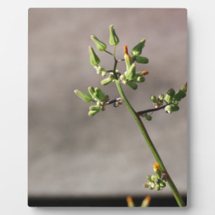 Kleine Blume Fotoplatte