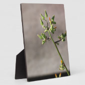 Kleine Blume Fotoplatte (Seite)
