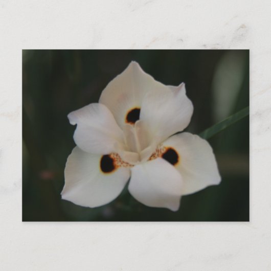 kleine Blume Postkarte (Vorderseite)