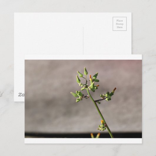 Kleine Blume Postkarte (Vorne/Hinten)