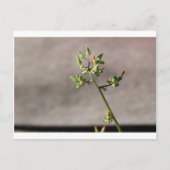 Kleine Blume Postkarte (Vorderseite)