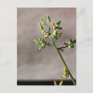 Kleine Blume Postkarte