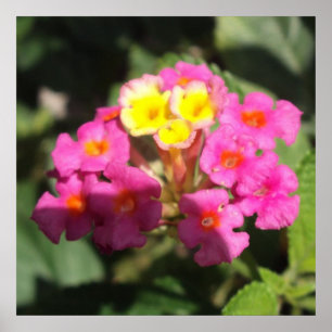 Kleine Blumen Poster