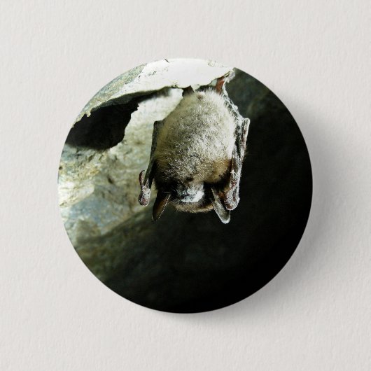 Kleine braune Fledermaus beeinflußt durch Button (Vorderseite)