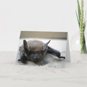 Kleine braune Fledermaus (Myotis lucifugus) Karte