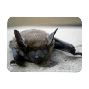 Kleine braune Fledermaus (Myotis lucifugus) Magnet