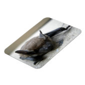 Kleine braune Fledermaus (Myotis lucifugus) Magnet (Linke Seite)
