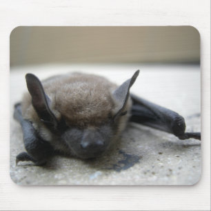 Kleine braune Fledermaus (Myotis lucifugus) Mousepad
