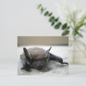Kleine braune Fledermaus (Myotis lucifugus) Postkarte (Stehend Vorderseite)