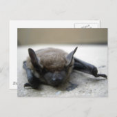 Kleine braune Fledermaus (Myotis lucifugus) Postkarte (Vorne/Hinten)