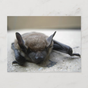 Kleine braune Fledermaus (Myotis lucifugus) Postkarte