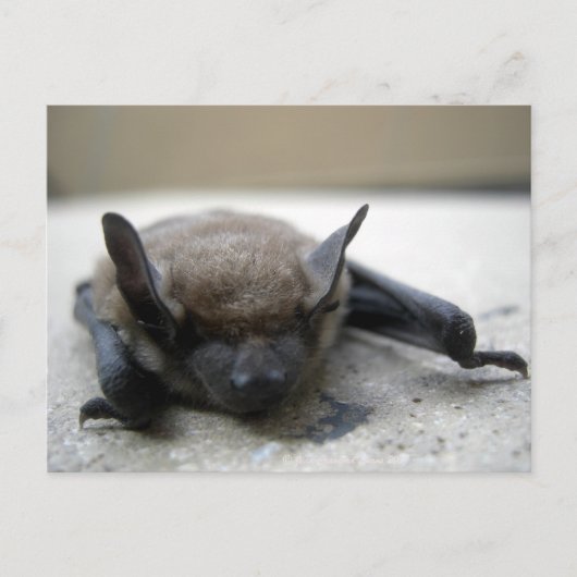 Kleine braune Fledermaus (Myotis lucifugus) Postkarte (Vorderseite)
