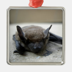 Kleine braune Fledermaus (Myotis lucifugus) Silbernes Ornament