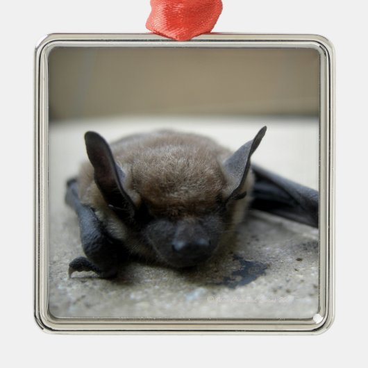 Kleine braune Fledermaus (Myotis lucifugus) Silbernes Ornament (Vorne)