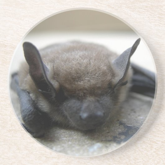 Kleine braune Fledermaus (Myotis lucifugus) Untersetzer (Vorne)