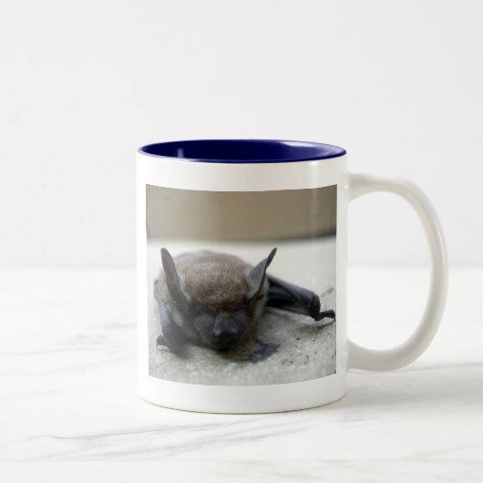 Kleine braune Fledermaus (Myotis lucifugus) Zweifarbige Tasse (Rechts)