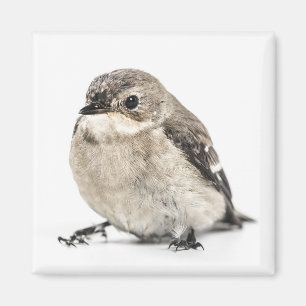 Kleine braune Gartenvogelfoto Magnet