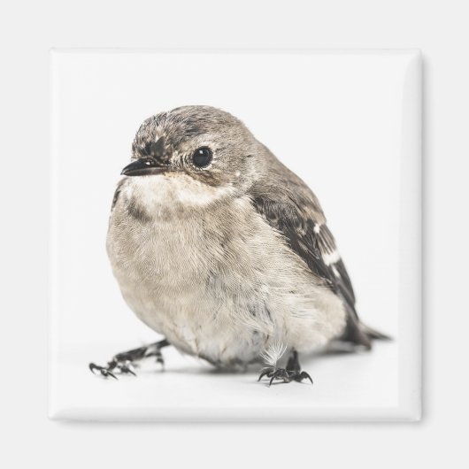 Kleine braune Gartenvogelfoto Magnet (Vorne)