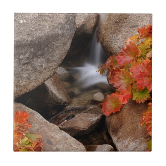 Kleine Bucht im Herbst, Kalifornien Fliese (Vorderseite)