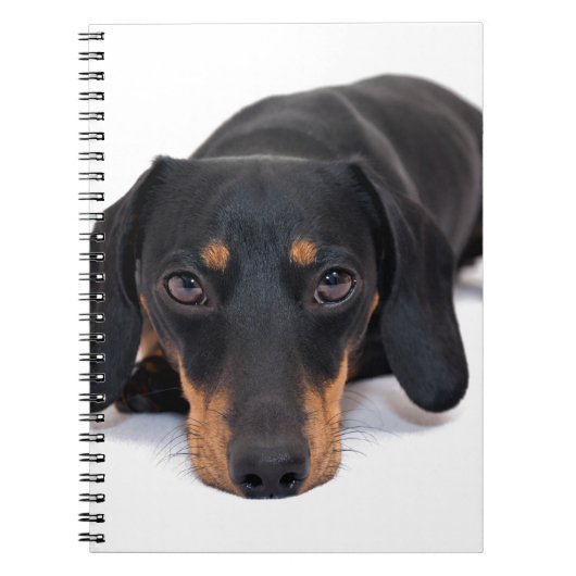 Kleine Dackel Notizblock (Vorderseite)