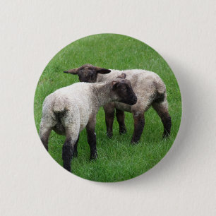 Kleine Doppellämmer Button