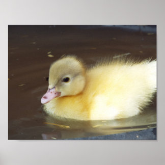 Kleine Duck Poster